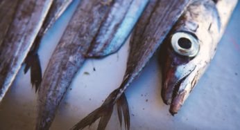 Red Herring