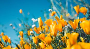 Spring Market Update 2020